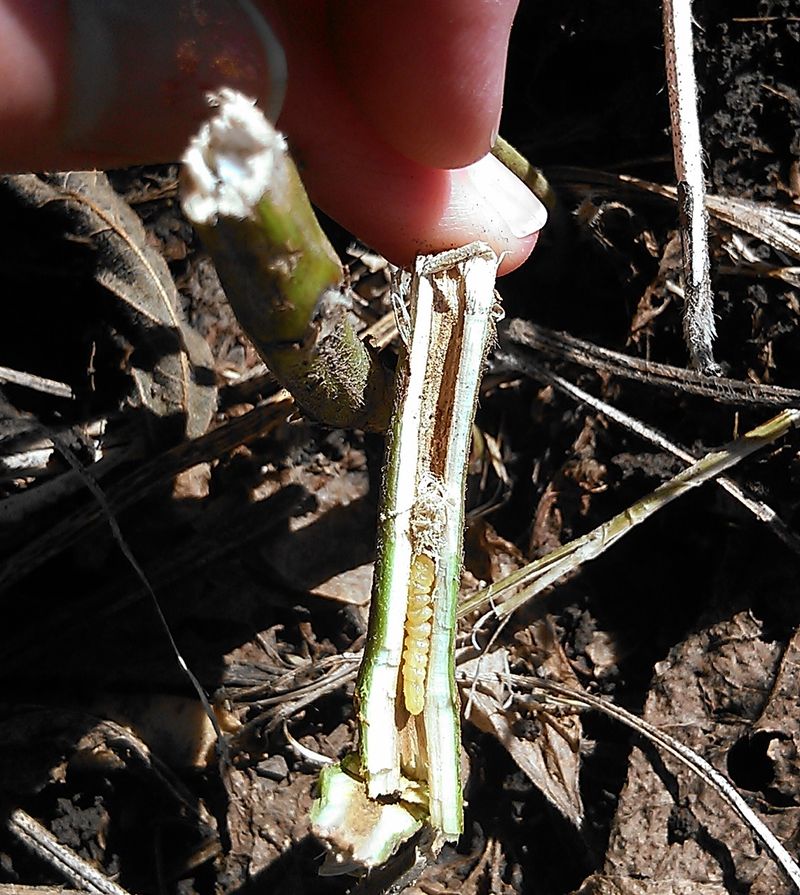 Stem Borers Tunnel Out Of Sight Stem Borers Tunnel Out Of Sight
