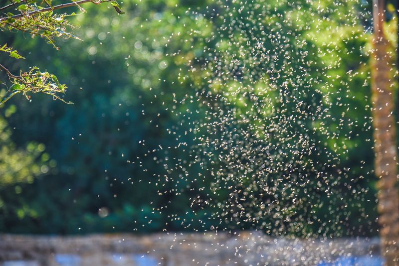 Steps That Reduce Gnat Activity Over Time