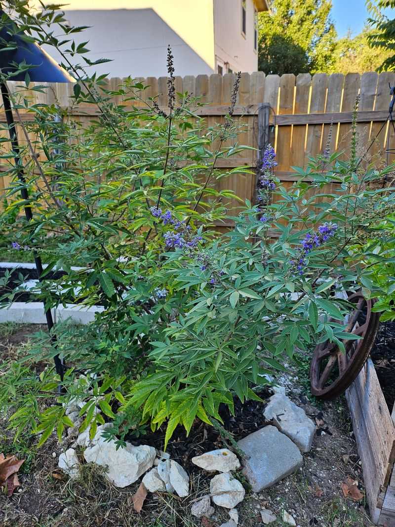 Sterile And Low-Seed Options Change The Math