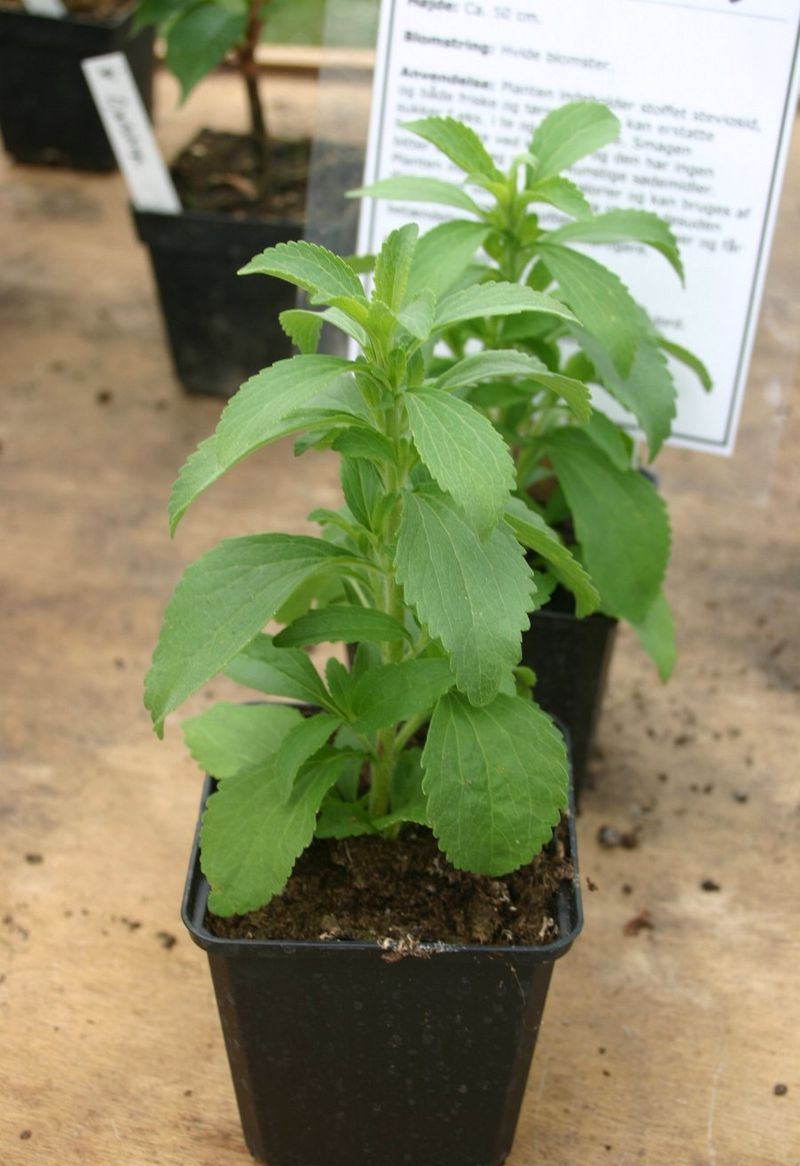 Stevia, The Sugary Little Secret Stevia, The Sugary Little Secret