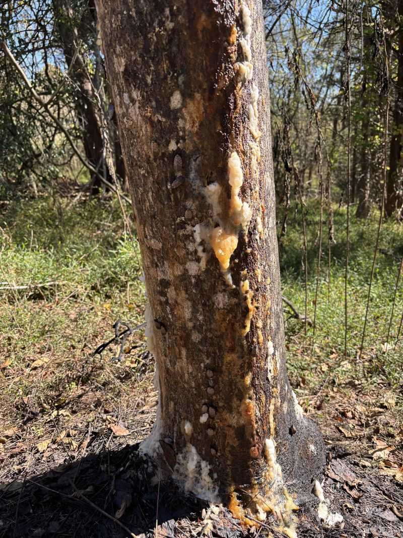Sticky Areas Below A Tree Can Be An Early Clue