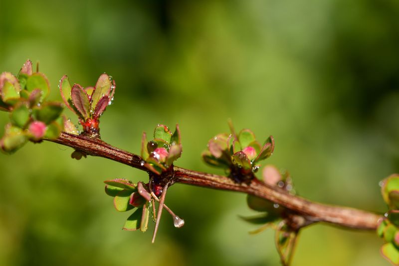 Sticky Honeydew Coating The Shrubs
