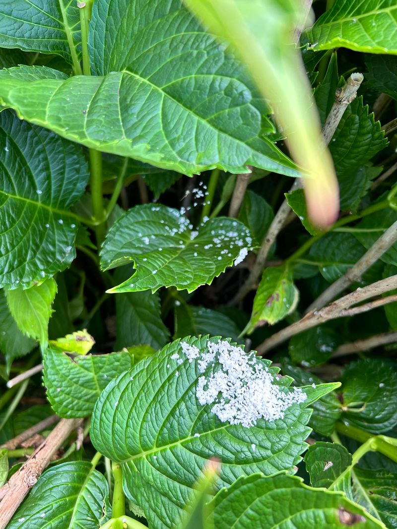 Sticky Leaves Can Reveal An Aphid Problem
