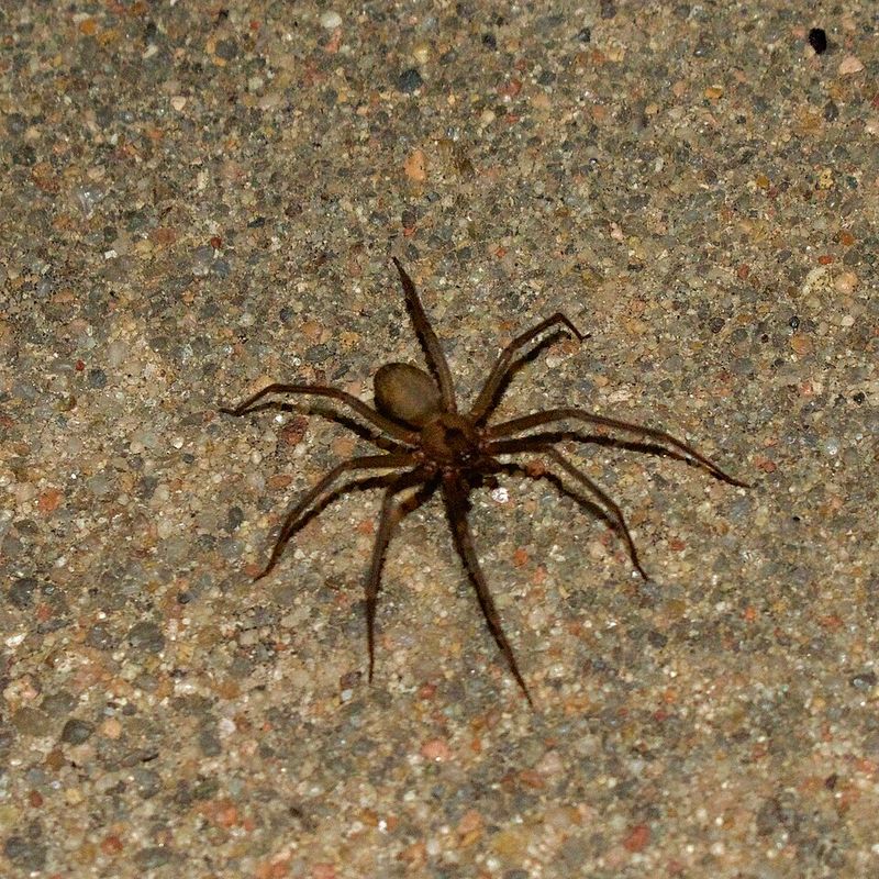 Sticky Traps Filling Up With Long-Legged Tan Spiders