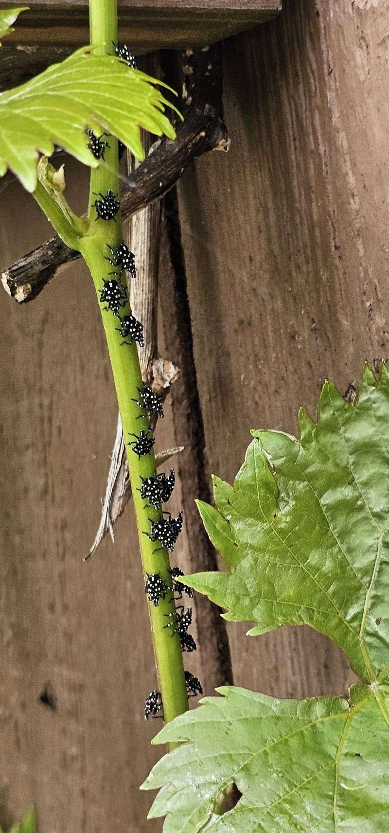 Sticky Trouble For Ohio Grapes Or Maples Sticky Trouble For Ohio Grapes Or Maples