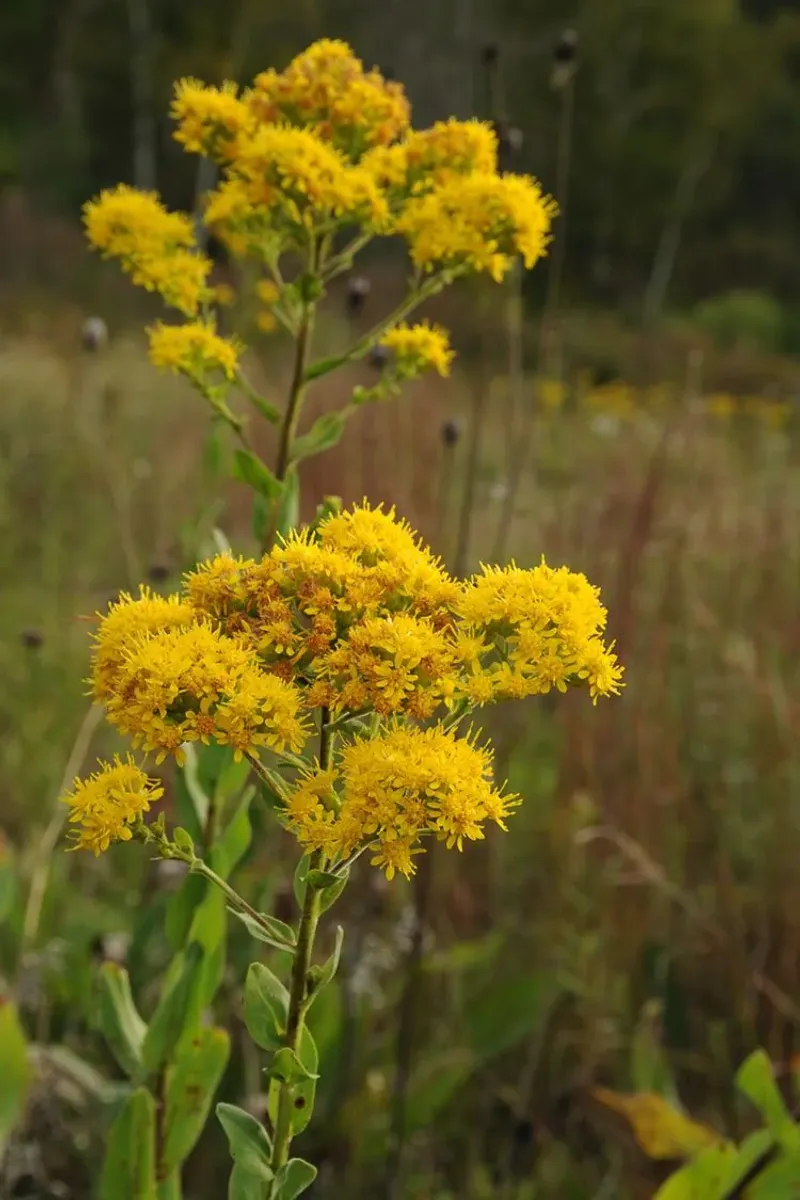 Stiff Goldenrod (Solidago rigida) Stiff Goldenrod (Solidago rigida)