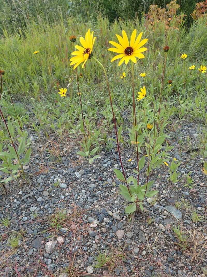 Stiff Sunflower (Helianthus pauciflorus) Stiff Sunflower (Helianthus pauciflorus)