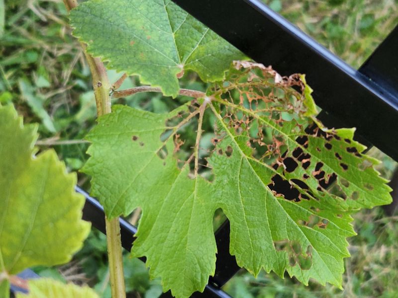 Stink Bugs Can Cause Severe Fruit Drop Stink Bugs Can Cause Severe Fruit Drop