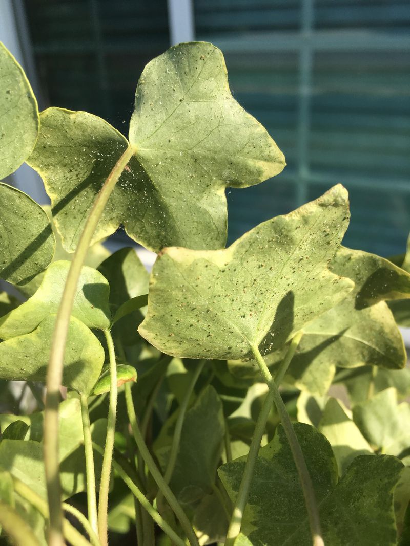 Stipple Marks And Bronze Leaves Up Close