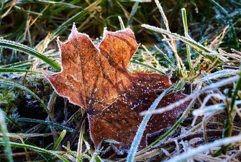 Stock Up Before The First Fall Frost