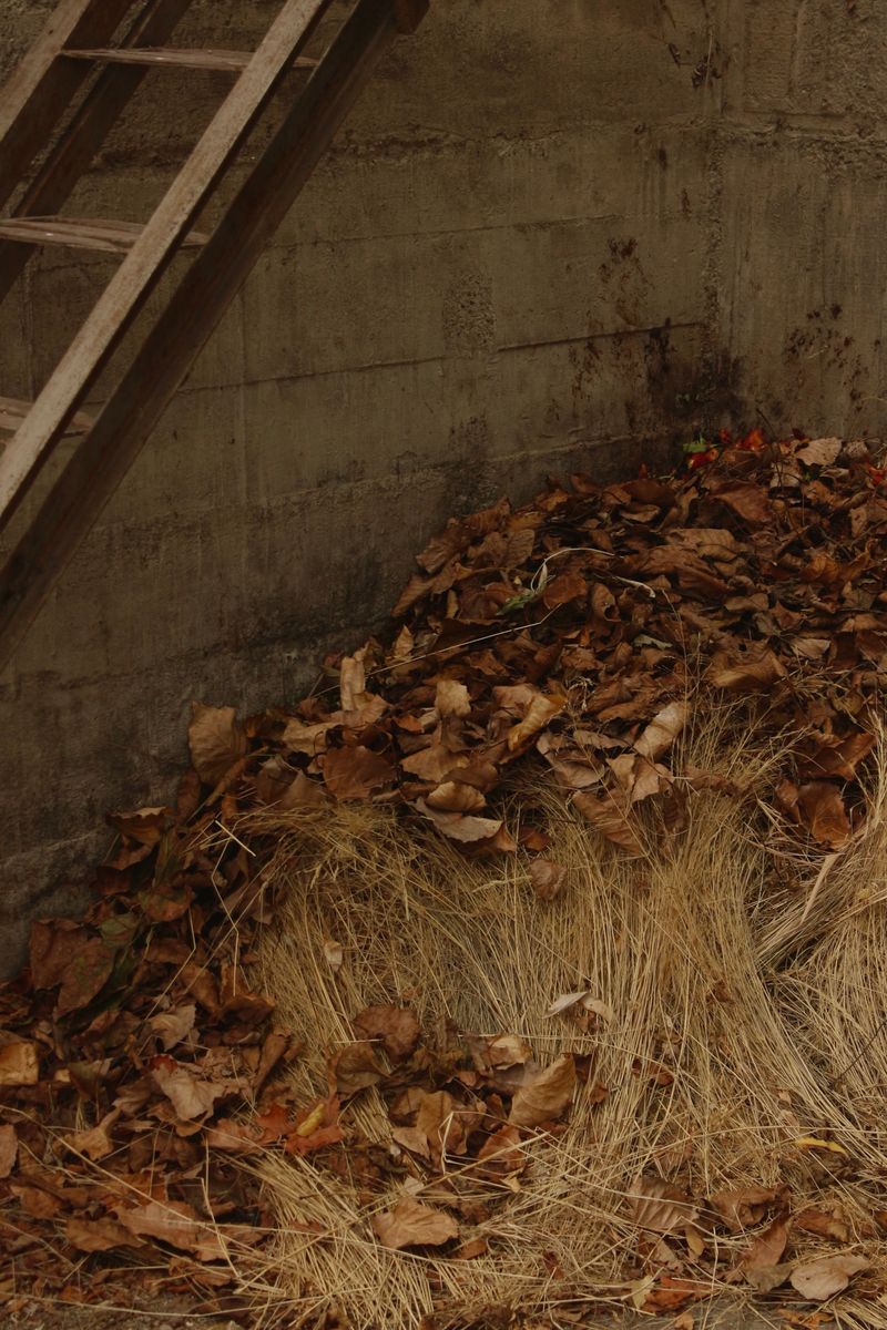 Stockpile Them For Next Summer's Compost