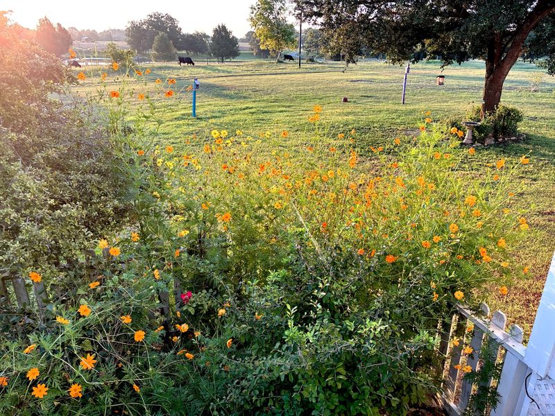 Stop Feeding Cosmos Into A Leafy Frenzy Stop Feeding Cosmos Into A Leafy Frenzy