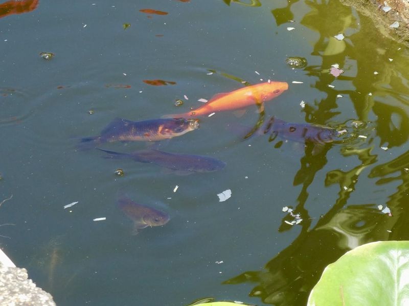 Stop Feeding Fish Once Water Drops Below 50 Degrees Stop Feeding Fish Once Water Drops Below 50 Degrees