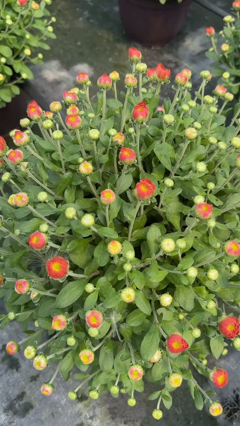 Stop Feeding Once Flowers Are Developing Stop Feeding Once Flowers Are Developing