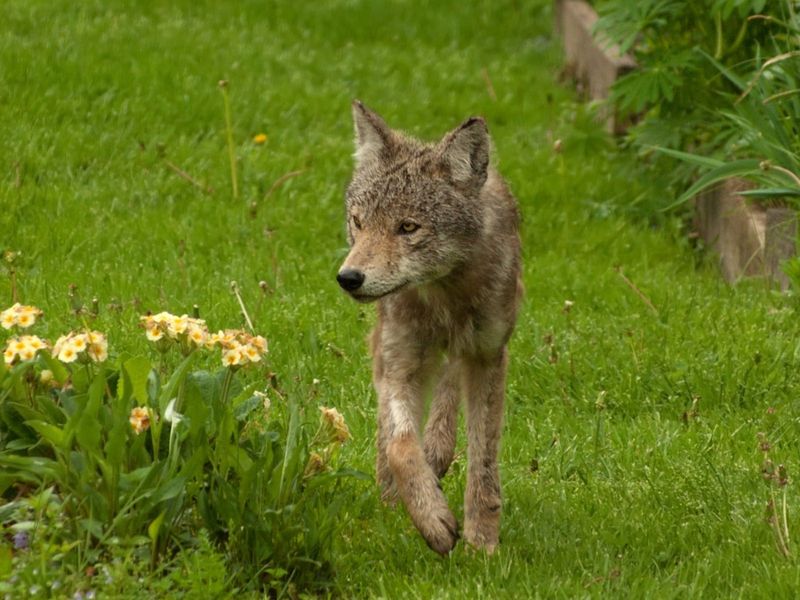 Stop Feeding Wildlife Near Pennsylvania Backyards