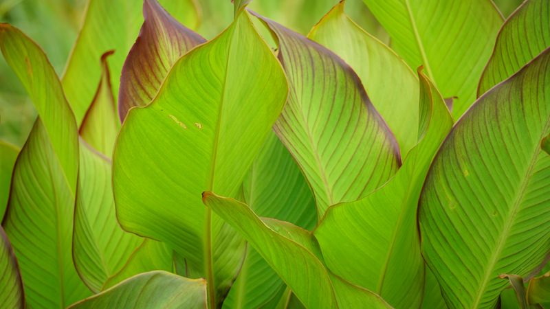 Stop Feeding Your Cannas By Early September Stop Feeding Your Cannas By Early September