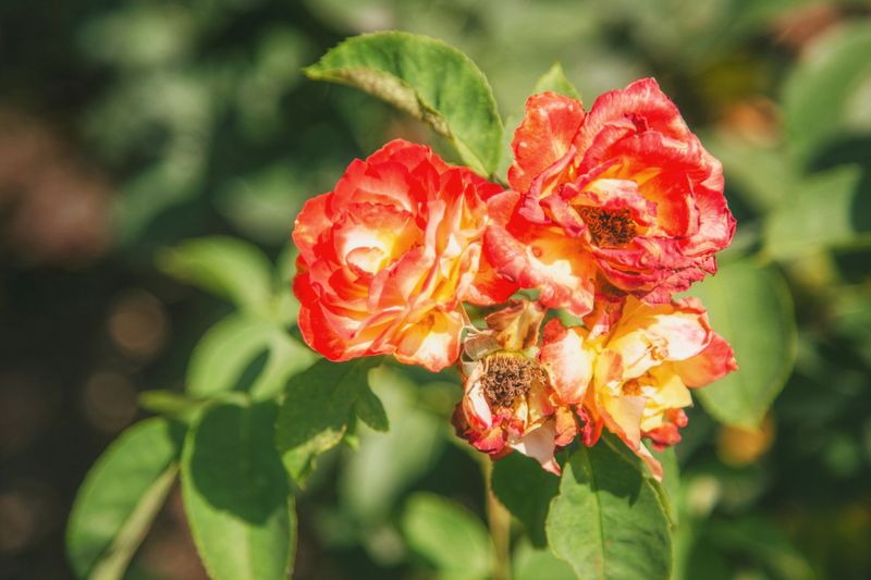 Stop Feeding Your Roses Well Before The First Frost Stop Feeding Your Roses Well Before The First Frost