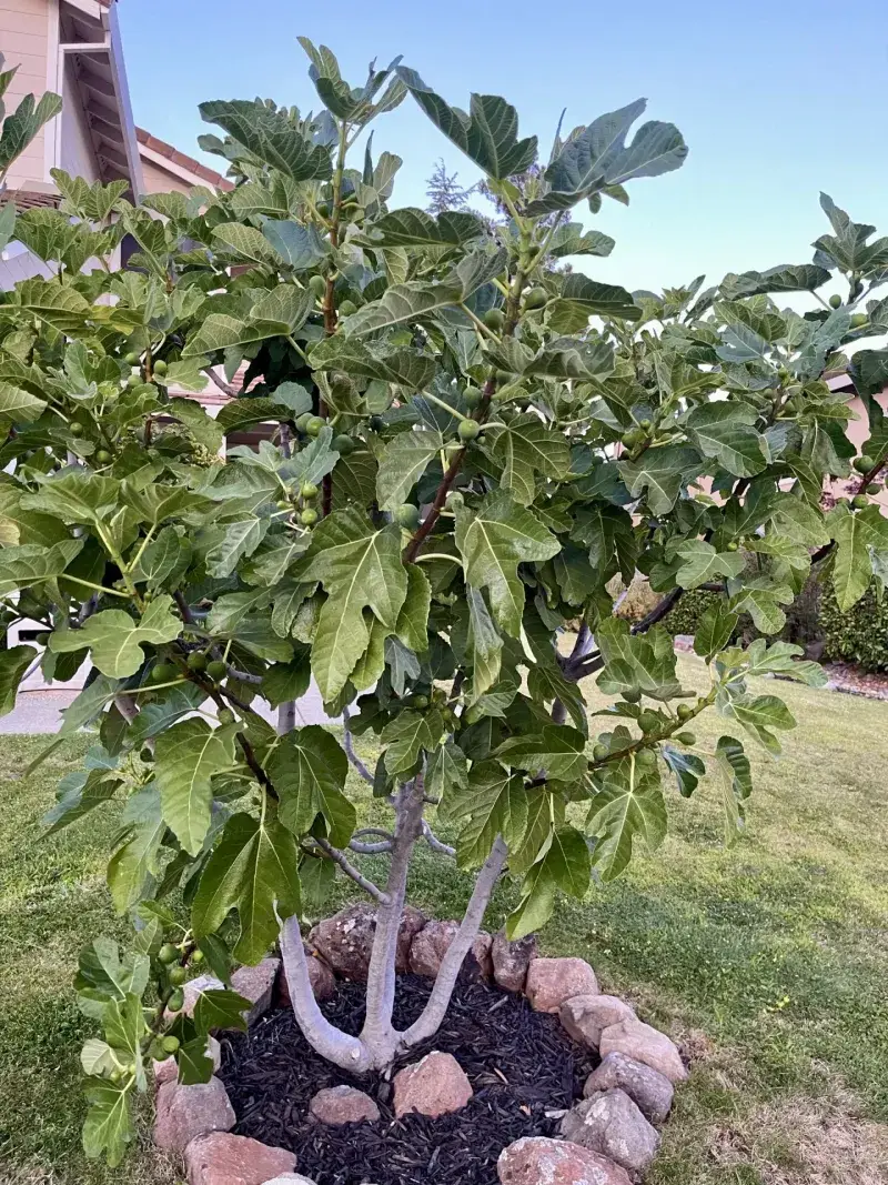Stop Fertilizing So The Tree Can Harden Off Stop Fertilizing So The Tree Can Harden Off