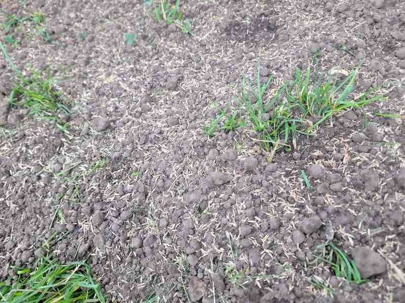 Stop Letting Grass Seed Sit Exposed Stop Letting Grass Seed Sit Exposed