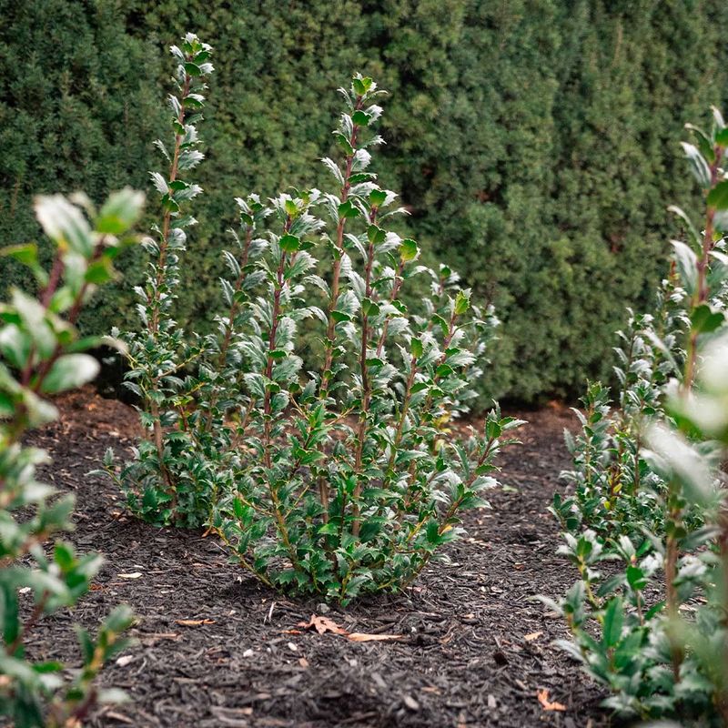Stop Major Pruning In Early Fall Stop Major Pruning In Early Fall