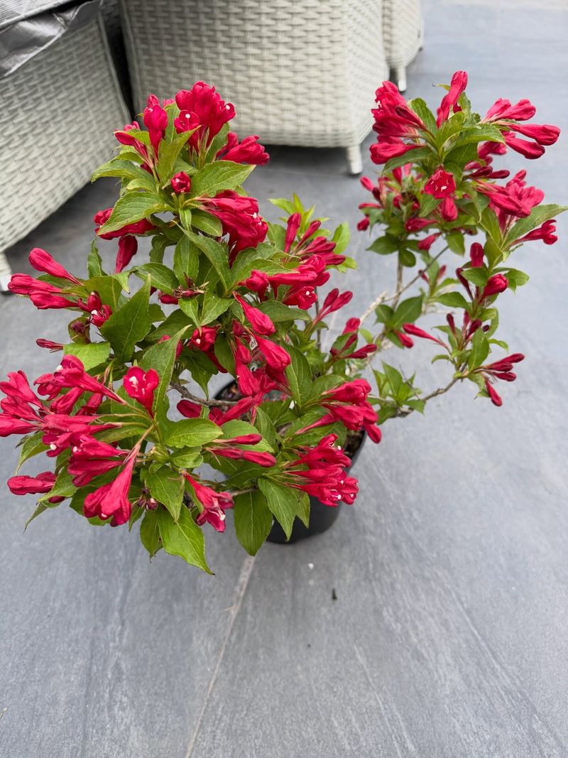 Stop Pruning Before Winter Stop Pruning Before Winter