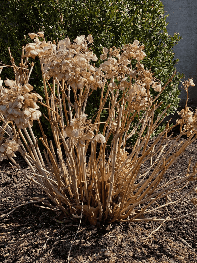 Stop Pruning Bigleaf Hydrangeas Before Next Year's Buds Bloom Stop Pruning Bigleaf Hydrangeas Before Next Year's Buds Bloom