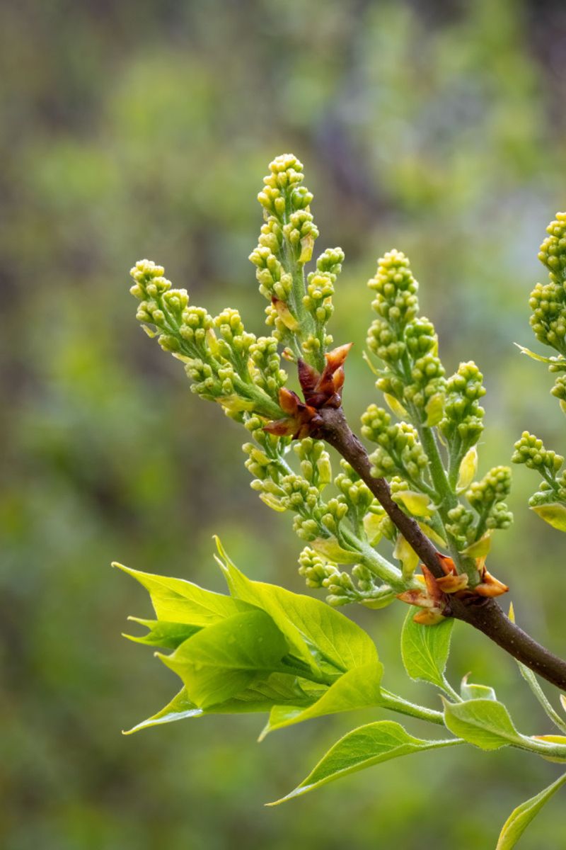 Stop Pruning Lilacs Before Fall Buds Form