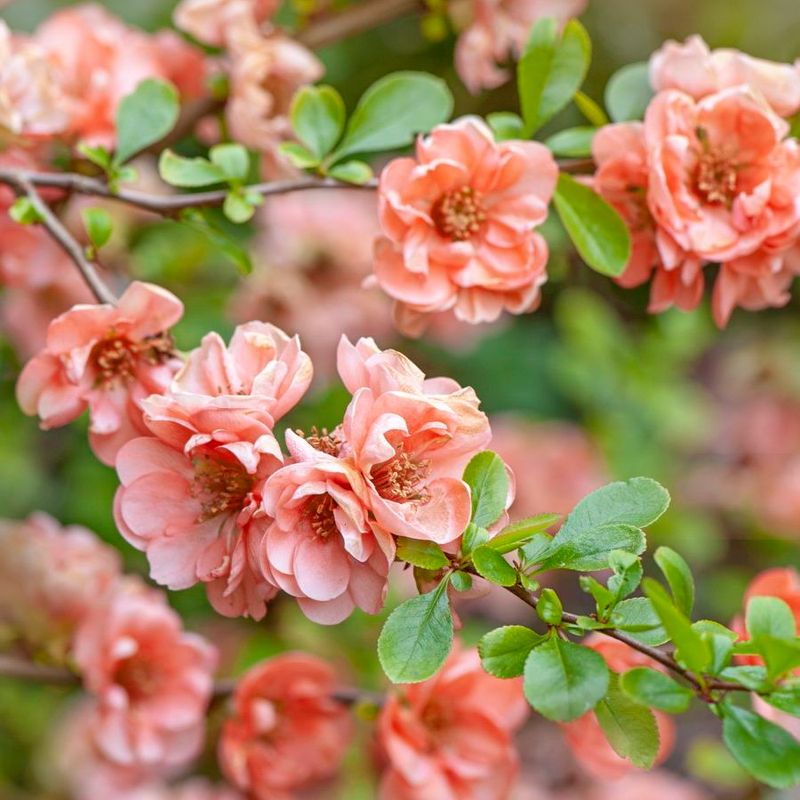 Stop Routine Pruning In September Stop Routine Pruning In September