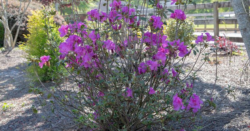 Stop September Pruning Before Azalea Flower Buds Form