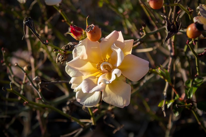 Stop Snipping Spent Blooms To Let Hips Form Stop Snipping Spent Blooms To Let Hips Form