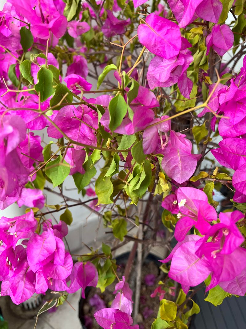Stop Treating Yellow Leaves With More Water