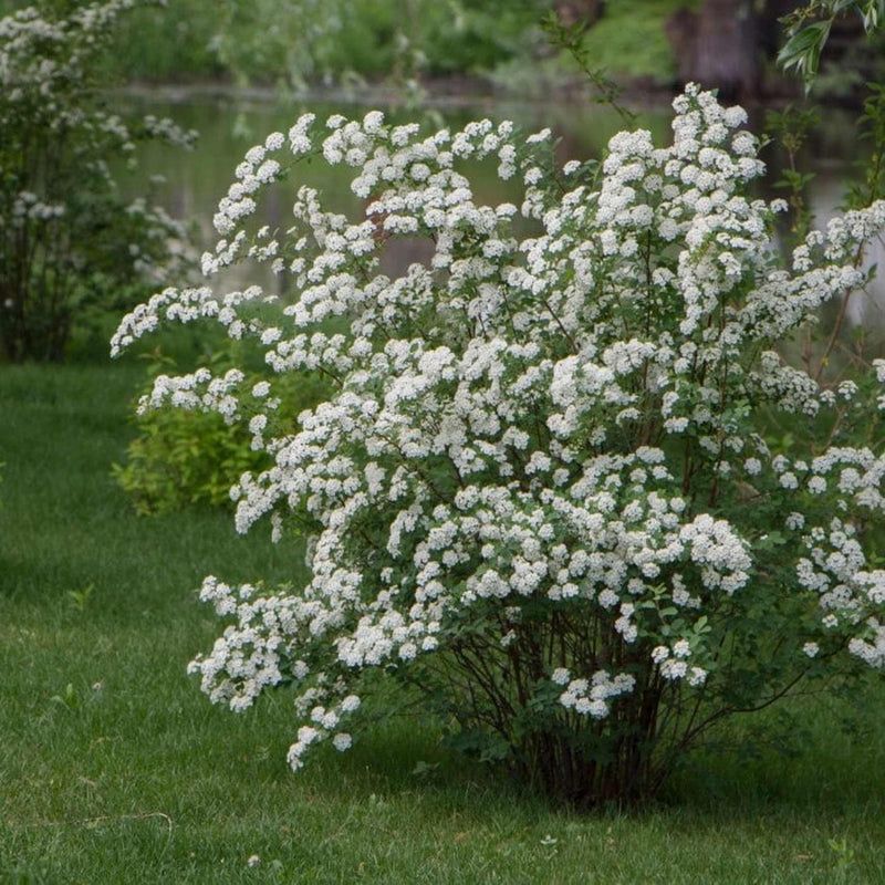 Stop Unnecessary Fall Pruning