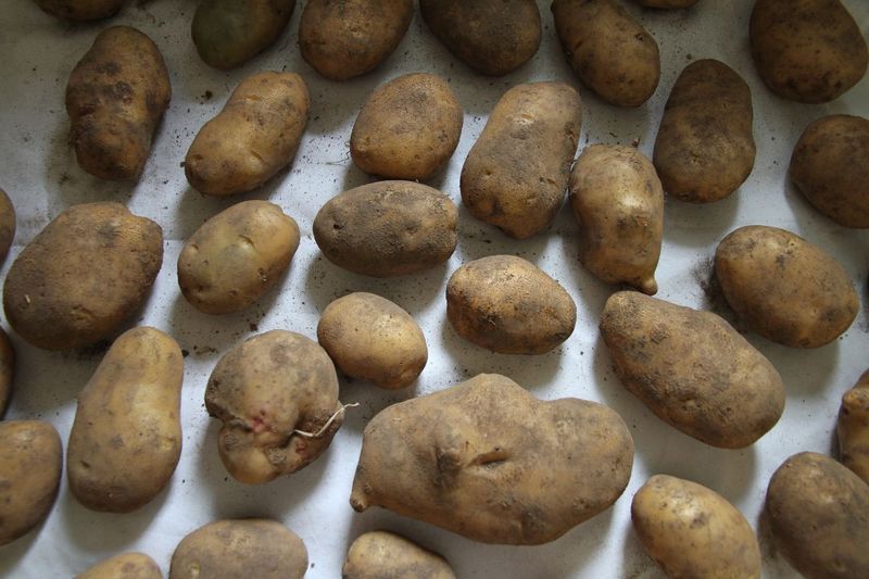 Storage Crops Need Curing Before They Go Inside