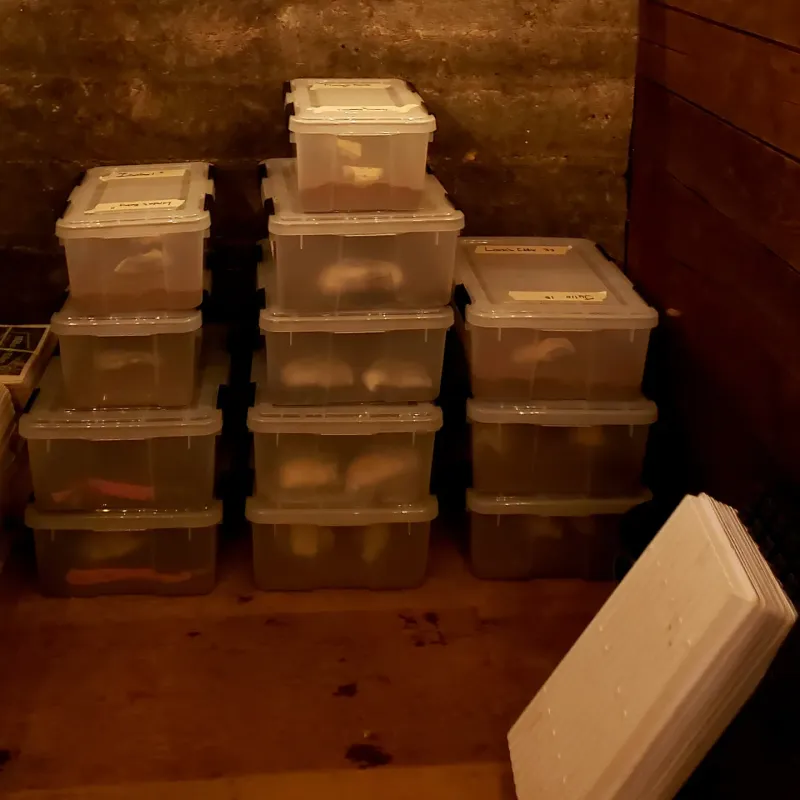 Storage Spots That Stay Cool Without Freezing
