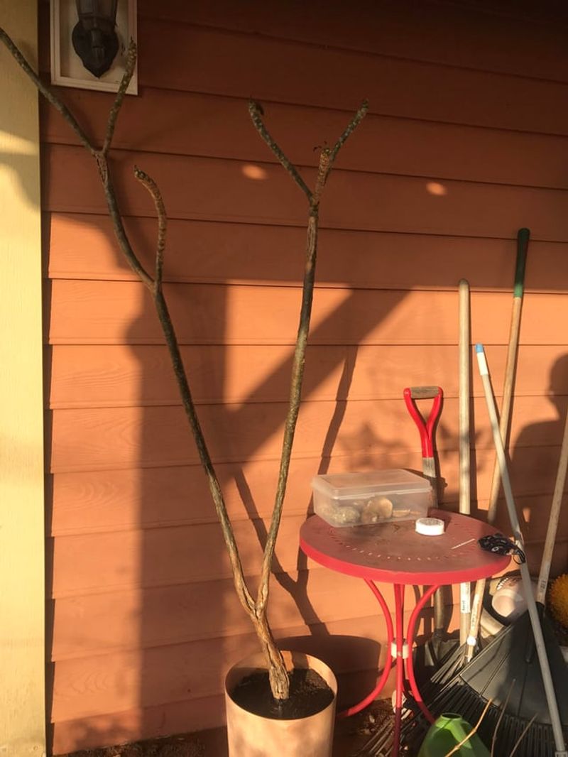 Store Bare Root Plants In A Dry Spot