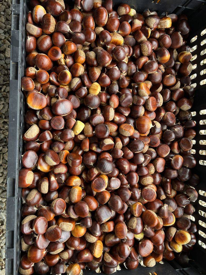 Store Chestnuts Right After Gathering