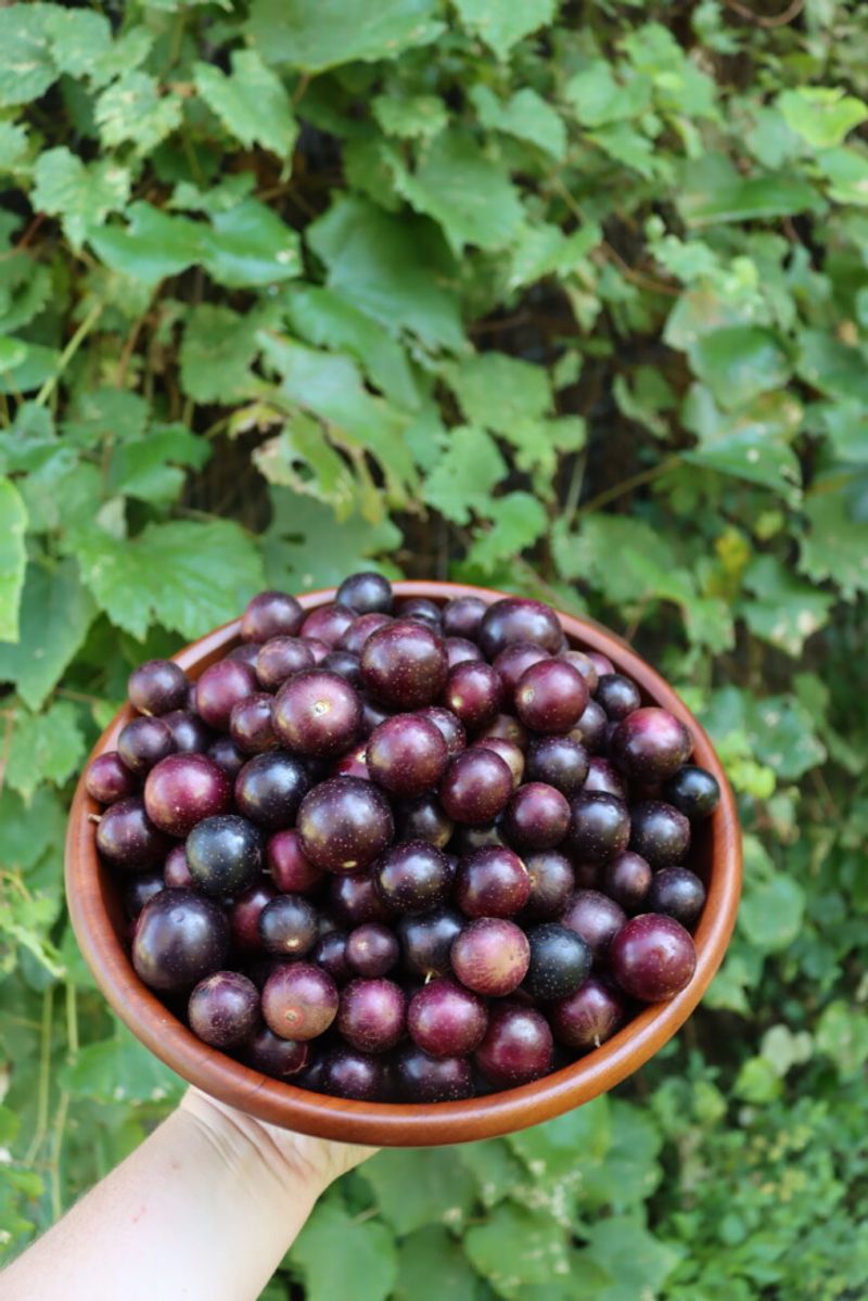 Store Fresh Muscadines The Right Way Store Fresh Muscadines The Right Way
