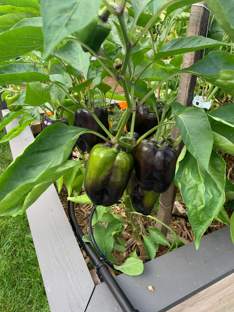 Store Harvested Peppers The Right Way