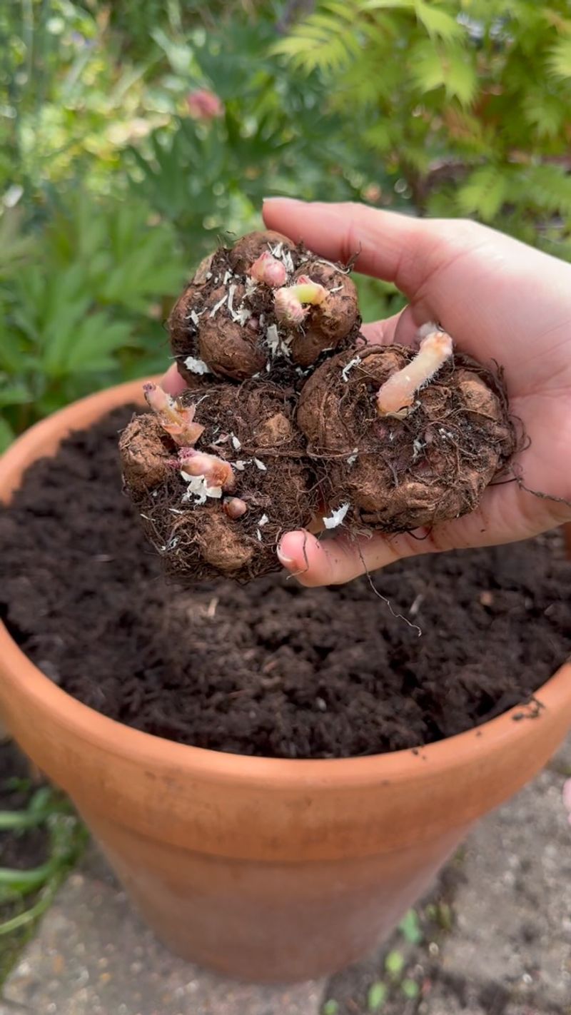 Store Tuberous Begonias As Dormant Tubers Instead