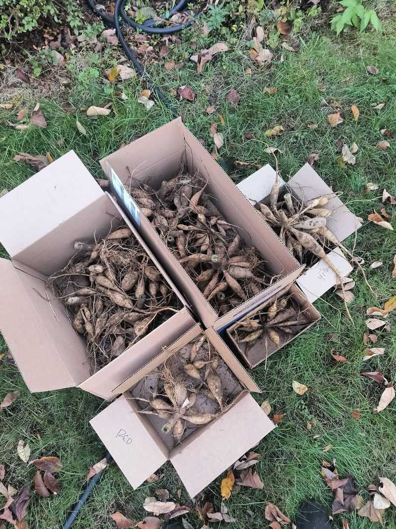 Store Tubers Properly If Needed