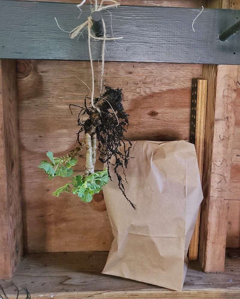 Storing Geraniums In Dormancy Bare-Root Storing Geraniums In Dormancy Bare-Root