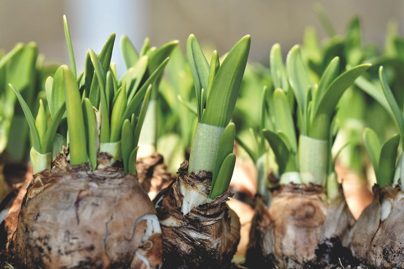 Storing The Bulbs In A Hot Spot