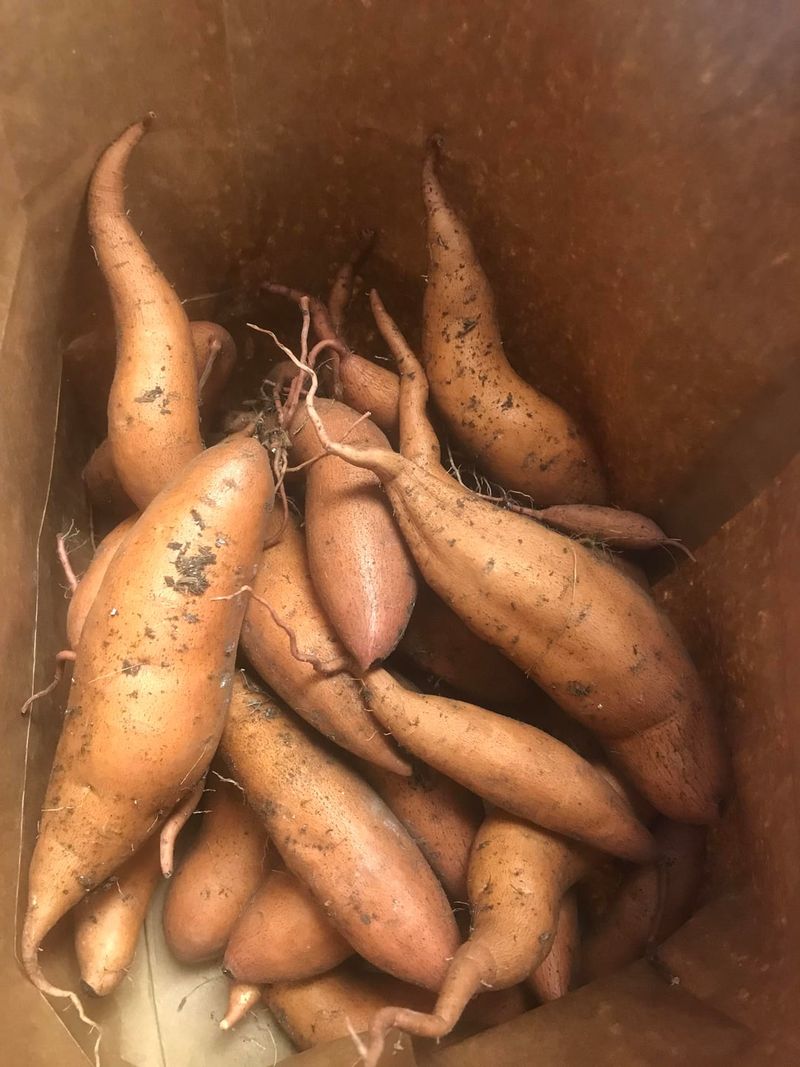 Storing Them Before Curing Is Finished