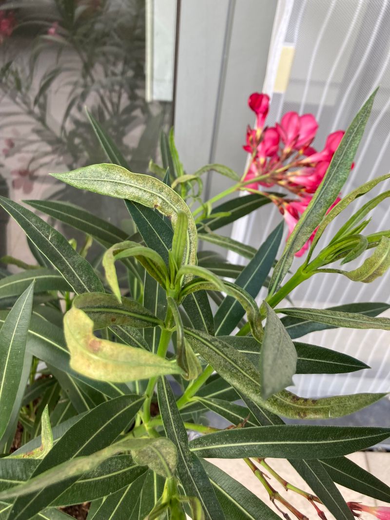 Storm Season Pressure On Florida Shrubs
