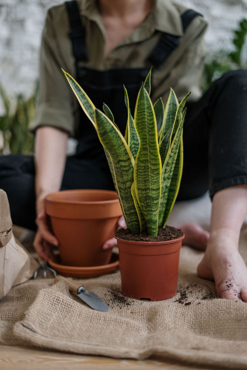 Straightening A Plant That Has Already Leaned