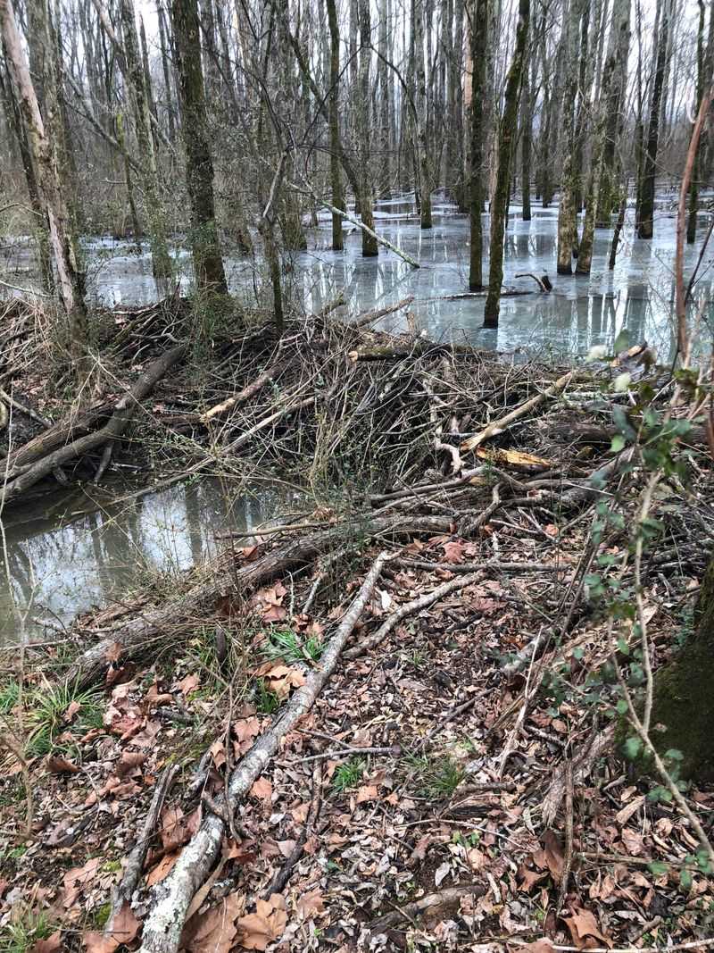 Strange Changes Near The Water Can Be The First Clue