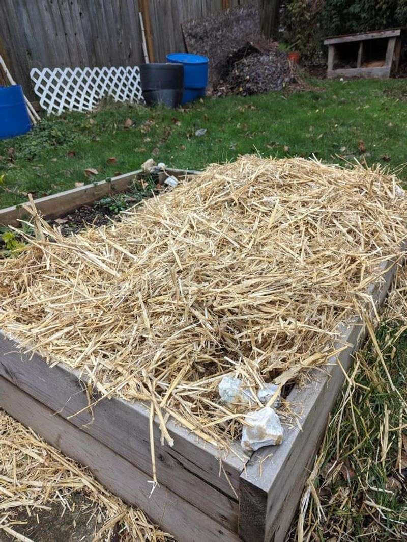 Straw Mulch Applied After The Ground Cools Straw Mulch Applied After The Ground Cools