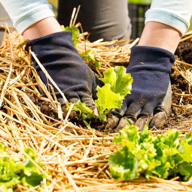 Straw Mulch