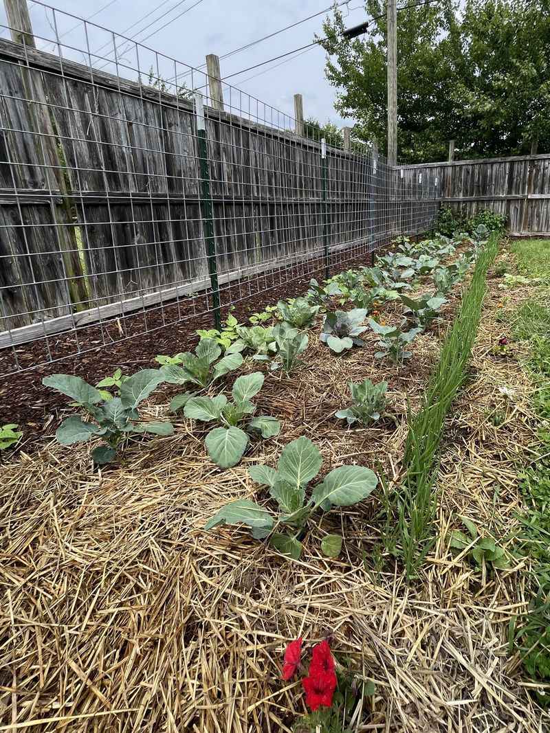 Straw Works Well In Vegetable Rows Straw Works Well In Vegetable Rows