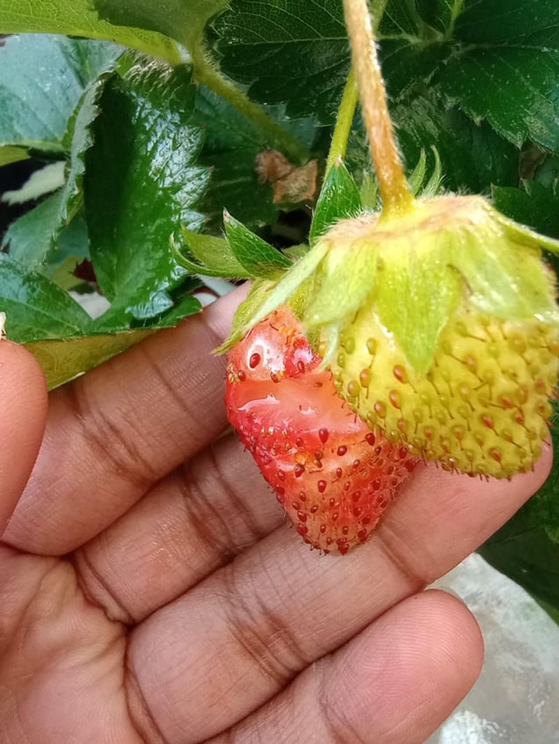 Strawberries Disappear Almost Overnight